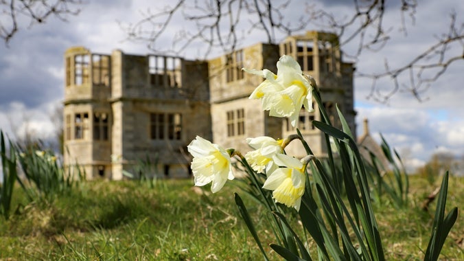 Image showing daffodils infront of an unfinished Elizabethan garden lodge